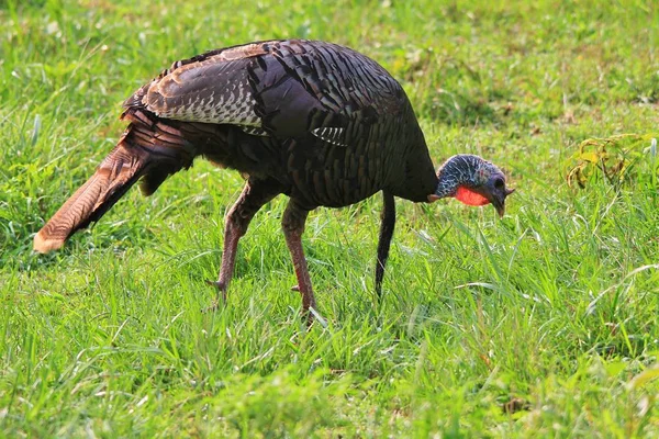 アメリカのミズーリで見られる野生の七面鳥のゲームの鳥 この象徴的な鳥は 平和とごちそうの時間を表しています 様々な文化を結びつけることで この鳥がメインディッシュです 宇佐の象徴 — ストック写真