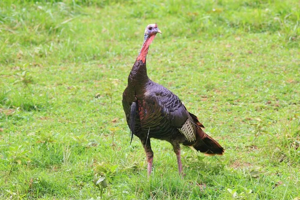 A wild Turkey game bird, as seen in Missouri, USA. This iconic bird represents peace and a time of feasting. By bringing various cultures together, this bird is the main dish. Symbolic of USA.
