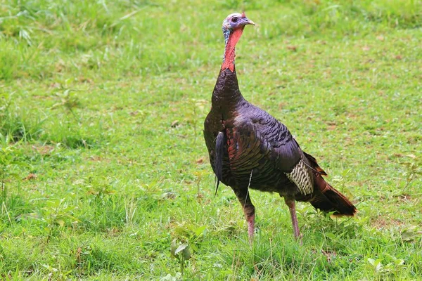 A wild Turkey game bird, as seen in Missouri, USA. This iconic bird represents peace and a time of feasting. By bringing various cultures together, this bird is the main dish. Symbolic of USA.