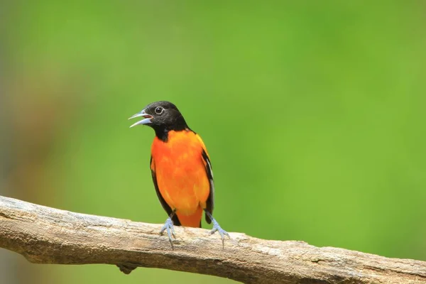 Egy Férfi Baltimore Oriole Tenyésztés Tollazata Látogatások Madár Feeder Saint — Stock Fotó