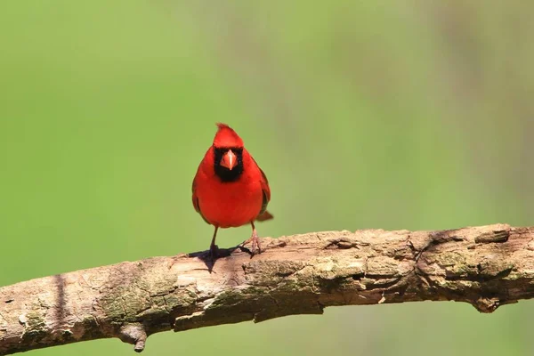 Üreme Tüyleri Bir Kuzey Kardinal Erkek Canlı Kırmızı Kırmızı Renkli — Stok fotoğraf