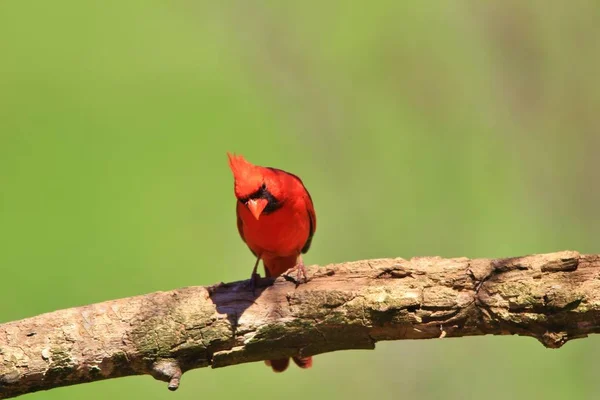繁殖の羽毛の北部枢機卿の男性は 鮮やかな赤と真紅の色の羽でポーズ アメリカ ミズーリ州セントルイスで撮影 枢機卿はカラフルな種を食べる鳥です — ストック写真