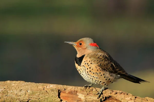 Bir Kuzey Flicker Woodpecker bir şube tünemiş pozlar, Saint Louis fotoğraflandı, Missouri, ABD. Canlı renklendirmeleri ve desenleri ile bu güzel kuş doğadaki renkleri sembolize eder..