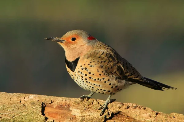 Northern Flicker Woodpecker Poses Perched Branch Photographed Saint Louis Missouri — Fotografia de Stock