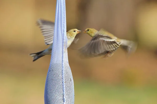 Gold Finch benim arka bahçesinde bir devedikeni çorap ziyaret, Saint Louis, Missouri, Abd. Güzel altın tüyleri ile, bu yerli yabani kuş sadece kuş besleyiciler seviyor. Bu küçük adam her bahçeyi güzelleştirebilir.