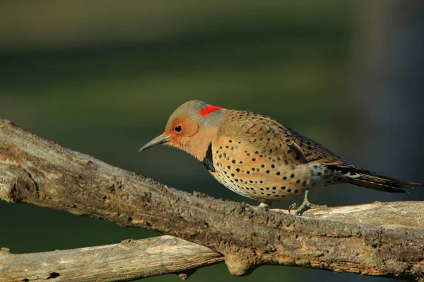 Észak Flicker Woodpecker Pózok Ült Egy Fényképezett Saint Louis Missouri — Stock Fotó