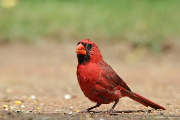 Cardinal Nordique Mâle Plumage Reproducteur Pose Avec Des Plumes Rouge — Photo