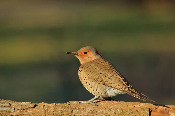 Nordlig Flimmerhackspetare Poserar Uppe Gren Som Fotograferad Saint Louis Missouri — Stockfoto