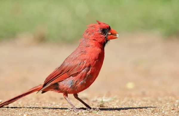 Nordlig Kardinal Hane Avels Fjäderdräkt Poserar Med Levande Röda Och — Stockfoto