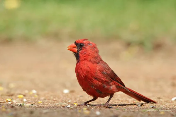 Cardinal Nordique Mâle Plumage Reproducteur Pose Avec Des Plumes Rouge — Photo