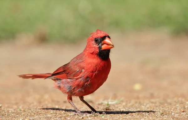 Northern Cardinal Male Breeding Plumage Poses Vivid Red Crimson Colored — Stock Photo, Image