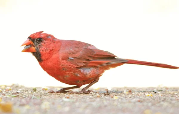 Nordlig Kardinal Hane Avels Fjäderdräkt Poserar Med Levande Röda Och — Stockfoto