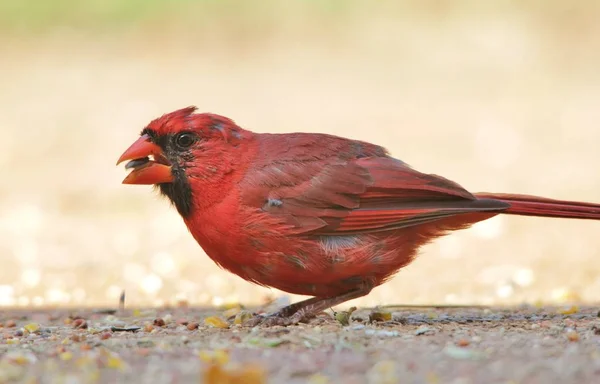 Northern Cardinal Mężczyzna Hodowli Upierzenie Stwarza Żywych Czerwonych Szkarłatnych Kolorowych — Zdjęcie stockowe
