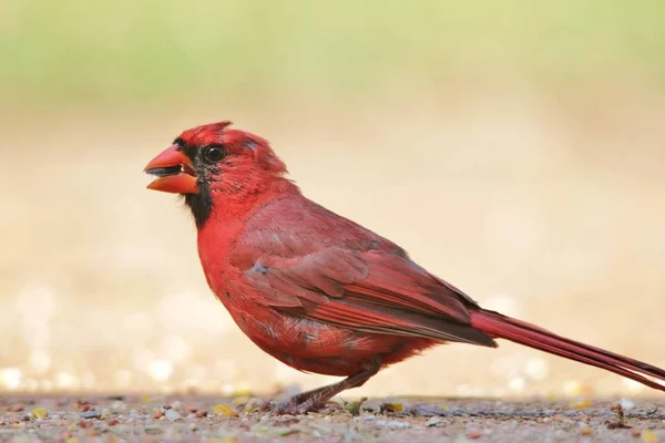 Macho Cardenal Del Norte Plumaje Reproductivo Posa Con Vívidas Plumas — Foto de Stock