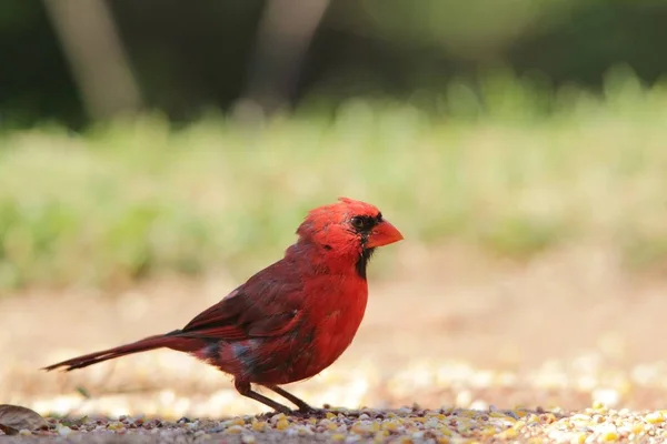 Northern Cardinal Male Breeding Plumage Poses Vivid Red Crimson Colored — Stock Photo, Image