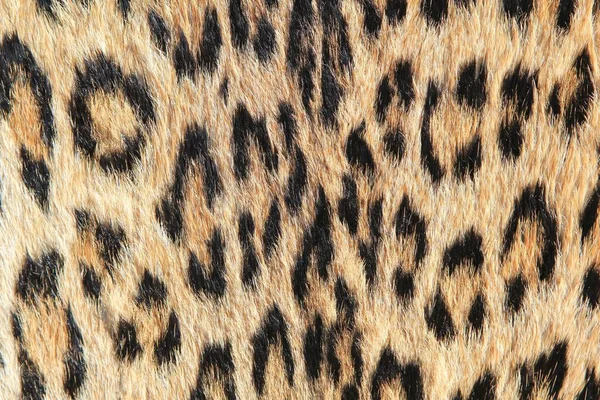 full frame shot of leopard skin texture for background