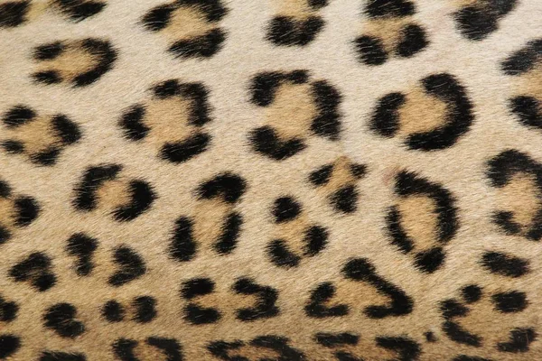 Full Frame Shot Van Leopard Huidtextuur Voor Achtergrond — Stockfoto