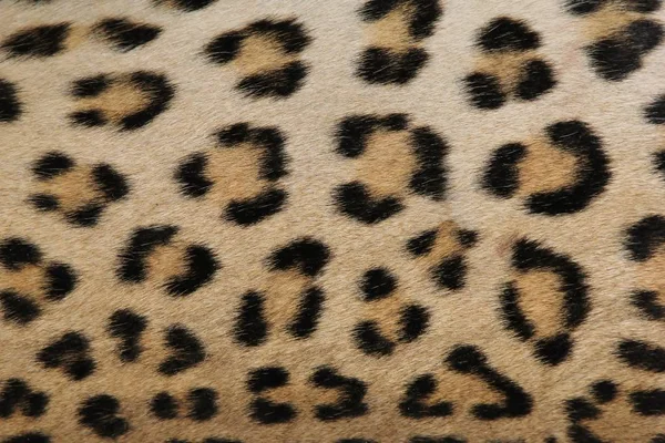 Pełna Rama Strzał Leopard Skóry Tekstury Dla Tła — Zdjęcie stockowe