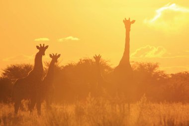 gün batımı önünde Savannah güzel zürafalar ailesinin doğal çekim