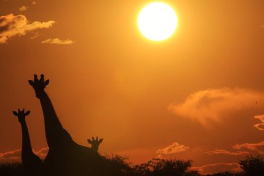 gün batımı önünde Savannah güzel zürafa doğal çekim