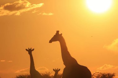 gün batımı önünde Savannah güzel zürafalar ailesinin doğal çekim