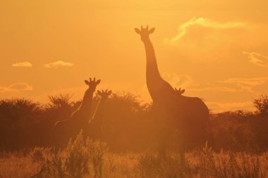 gün batımı önünde Savannah güzel zürafalar ailesinin doğal çekim