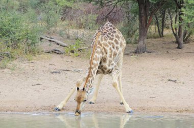 Savannah güzel zürafa doğal çekim