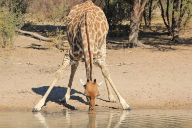 Savannah güzel zürafa doğal çekim