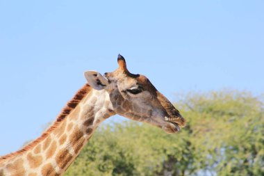 Savannah güzel zürafa doğal çekim