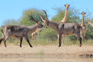 Savannah güzel zürafalar ve antiloplar doğal çekim
