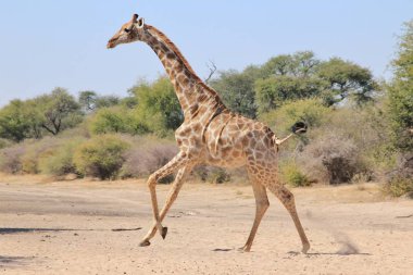 Savannah güzel zürafa doğal çekim