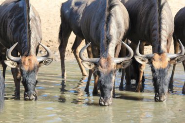 doğal yaşam güzel yabani antilop doğal çekim 