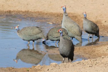 gölet yakınında güzel Gine fowls doğal çekim