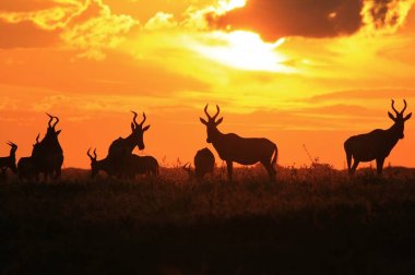 scenic shot of beautiful wild wildebeests in natural habitat on sunset clipart