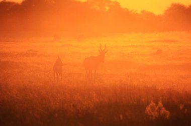 gün batımında doğal yaşam alanında güzel vahşi antilopların doğal çekim