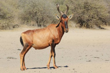 doğal yaşam güzel yabani antilop doğal çekim 
