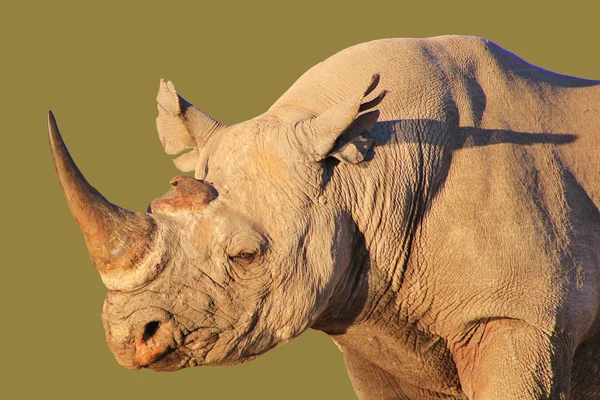 Majestic African Rhino Natural Habitat — Stock Photo, Image