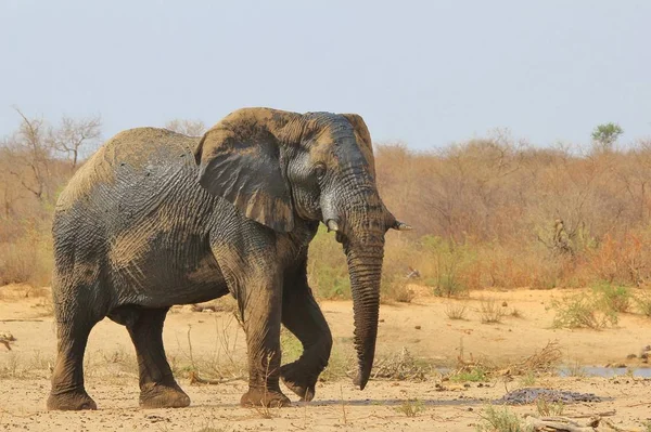 自然の生息地で雄大なアフリカゾウ — ストック写真