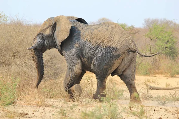 Majestueuze Afrikaanse Olifant Natuurlijke Habitat — Stockfoto