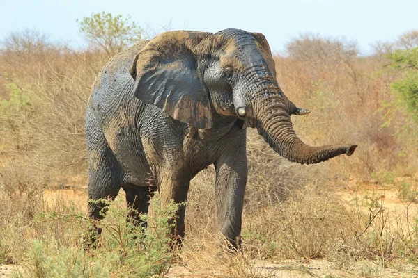 Fenséges Afrikai Elefánt Természetes Élőhelyen — Stock Fotó