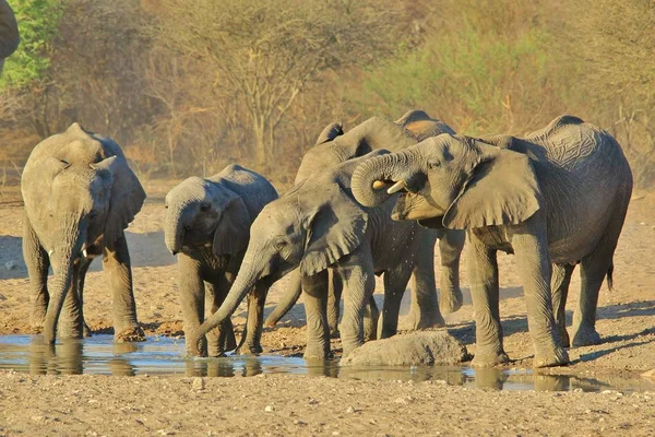 Doğal Yaşam Alanında Görkemli Afrika Filleri — Stok fotoğraf