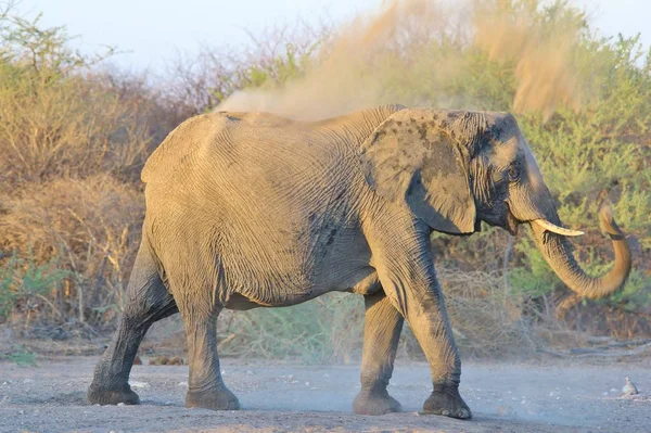 自然の生息地で雄大なアフリカゾウ — ストック写真