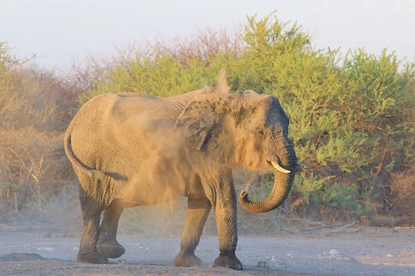 Doğal Yaşam Alanında Görkemli Afrika Fili — Stok fotoğraf