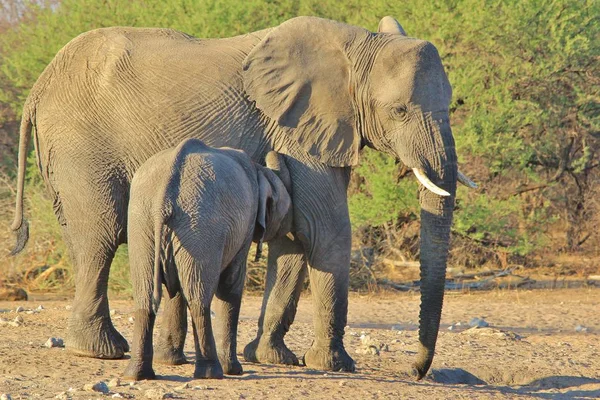 Éléphants Afrique Majestueux Dans Habitat Naturel — Photo