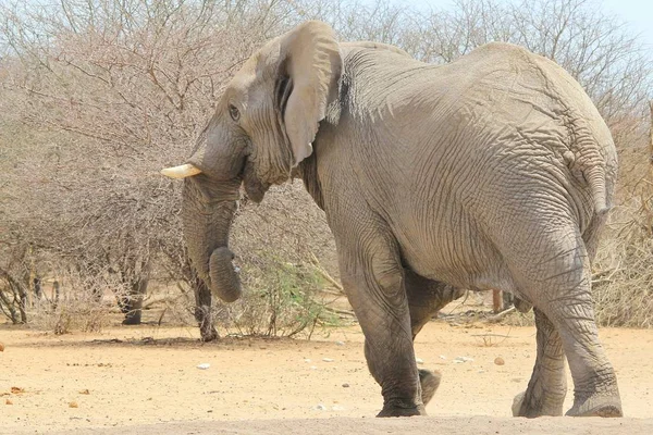 Majestätischer Afrikanischer Elefant Natürlichem Lebensraum — Stockfoto