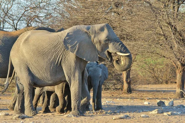 Doğal Yaşam Alanında Görkemli Afrika Filleri — Stok fotoğraf