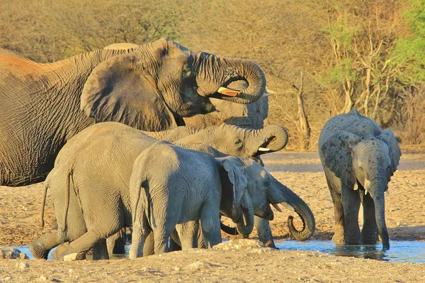 Doğal Yaşam Alanında Görkemli Afrika Filleri — Stok fotoğraf
