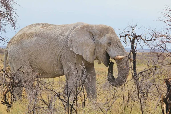 Majestätischer Afrikanischer Elefant Natürlichem Lebensraum — Stockfoto