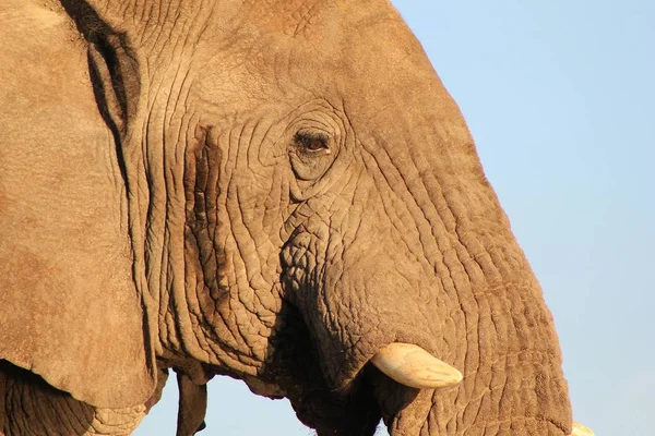 Majestueuze Afrikaanse Olifant Natuurlijke Habitat — Stockfoto