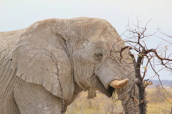 Doğal Yaşam Alanında Görkemli Afrika Fili — Stok fotoğraf